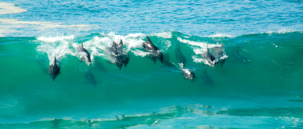 Dolphins